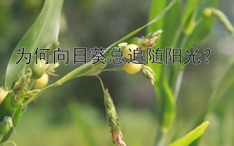 为何向日葵总追随阳光？