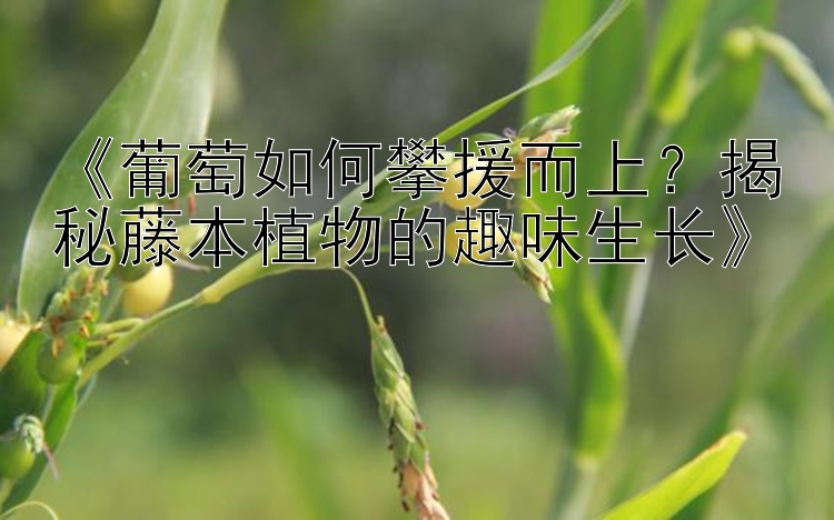 《葡萄如何攀援而上？揭秘藤本植物的趣味生长》