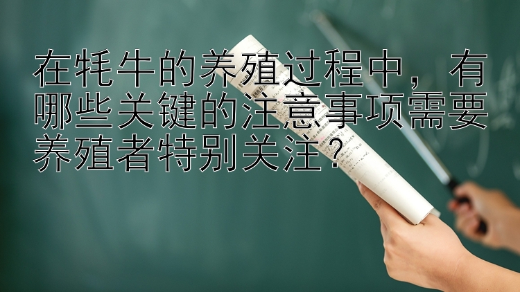 在牦牛的养殖过程中，有哪些关键的注意事项需要养殖者特别关注？